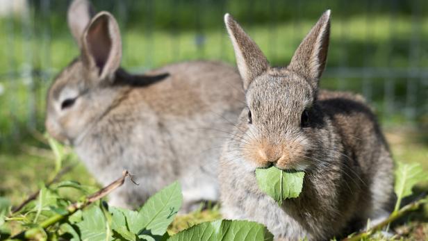 Zwei graue Kaninchen sitzen in der Wiese und fressen Blätter.