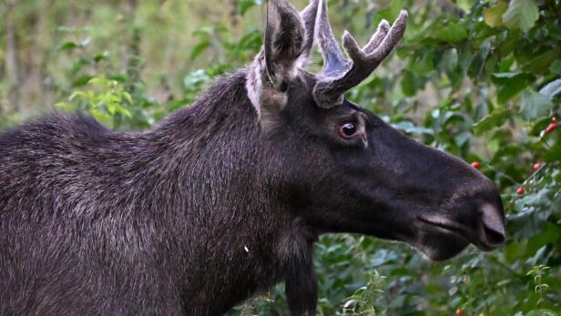 Mit Frühlingsfrisur, ohne Geweih: Elch Emil wurde wieder gesichtet