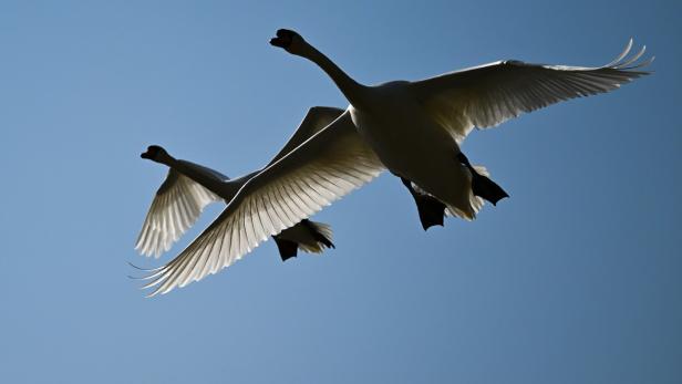 Schwan im Tiefflug über den Bodensee