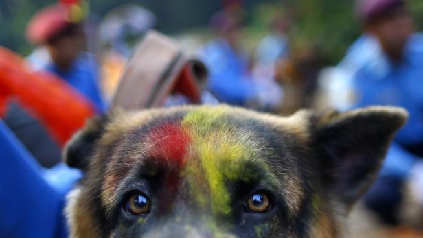 Wie ein bunter Hund: Am zweiten Tag des Lichterfestes Tihar in Nepal haben zahlreiche gläubige Hindus ihre Fellnasen gefeiert.
