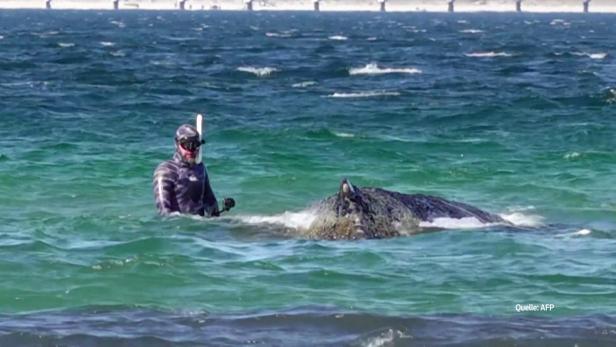 Gestrandeter Wal an Ostseeküste konnte sich befreien