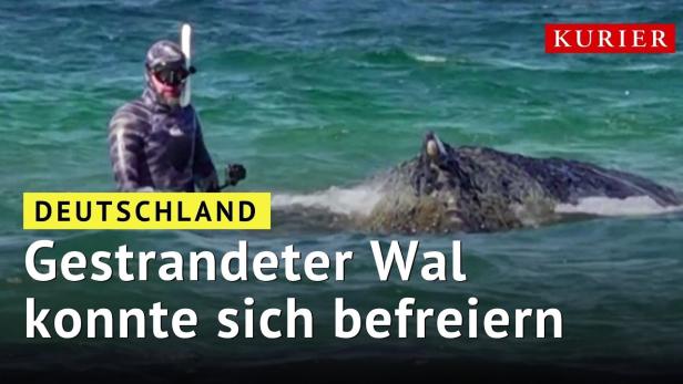 Gestrandeter Wal an Ostseeküste konnte sich befreien