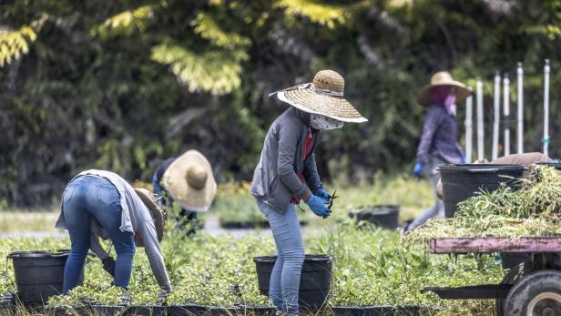 Mehrere Landarbeiter mit Hüten und Gesichtsbedeckung arbeiten auf einem Feld mit Pflanzen.