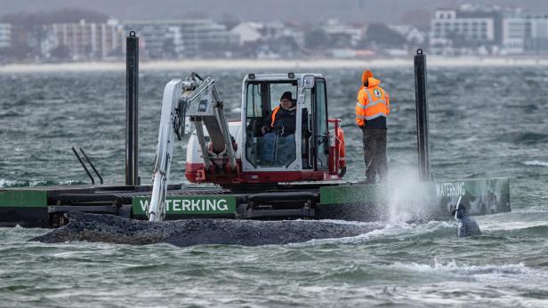Gestrandeter Buckelwal in Deutschland - endlich befreit, aber noch nicht in Sicherheit