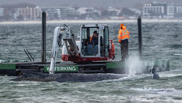 Wal an der Ostseeküste gestrandet