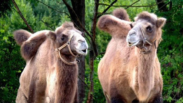 Zwei Kamele