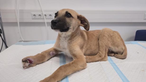 Die schwer verletzte Hündin Mila im "TierQuarTier" Wien.