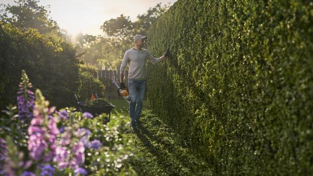 Ein Mann pflegt mit einer STIHL-Heckenschere eine hohe, dichte Gartenhecke bei Sonnenaufgang, während im Vordergrund blühende Blumen zu sehen sind.