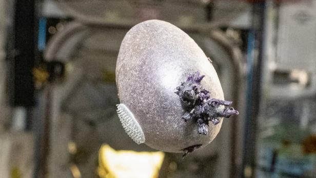 Violette Kartoffel mit ausgetriebenen Wurzeln