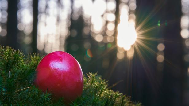One red easter egg on mossy ground in the forest. Sunset, Lens flare. front view.