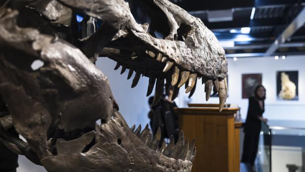 Großer Dinosaurierschädel mit geöffnetem Maul in einem Ausstellungsraum, im Hintergrund eine Person und Gemälde an der Wand.