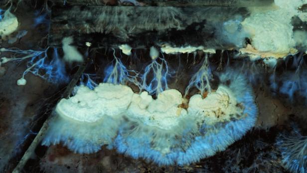 Schimmelpilzbefall mit deutlich sichtbarem Myzel und Ausbreitungsmustern, wie sie bei Feuchte- und Bauschäden häufig auftreten.