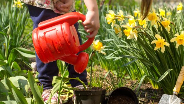 Kind gießt mit roter Gießkanne eine Blume im Garten zwischen gelben Narzissen.