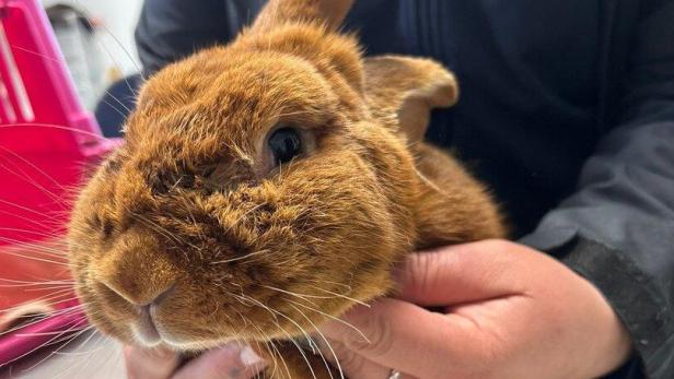 Eine Person hält ein orangefarbenes Kaninchen im Arm.