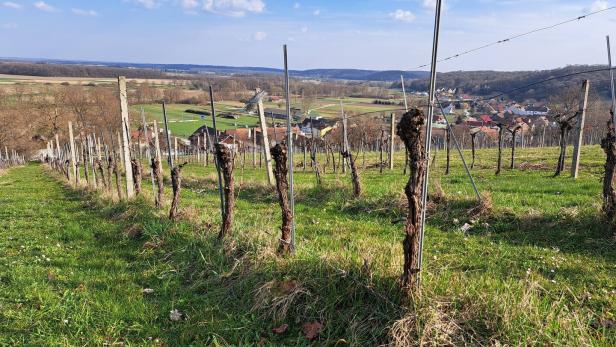 Ein Weinberg mit Rebstöcken blickt auf ein Dorf unter blauem Himmel.