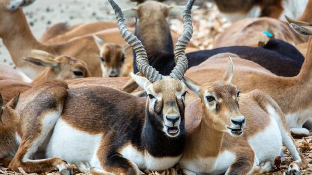 Mehrere Antilopen mit braun-weißem Fell und auffälligen, gedrehten Hörnern liegen dicht beieinander auf Holzspänen.
