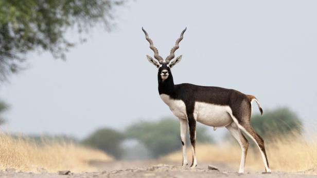 Blackbuck male, Antilope cervicapra ,Blackbuck National Park, Velavadar, Gujarat, India.