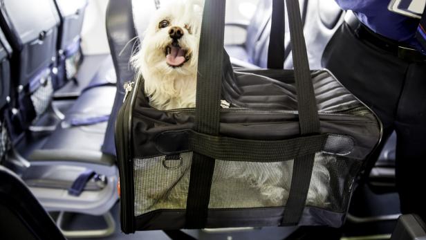Dog traveling on an airplane