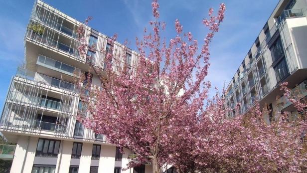 Blühender „Wohngarten Sensengasse“: Kirschblüte vor Wohnkomplex.