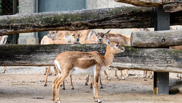 ++ THEMENBILD ++ WIEN: TIERGARTEN SCHÖNBRUNN / ZOO SCHÖNBRUNN / HIRSCHZIEGENANTILOPEN