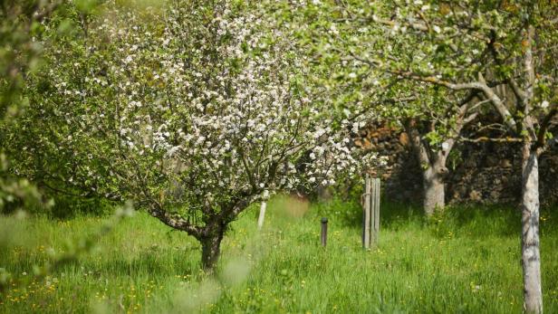 Eine Streuobstwiese.