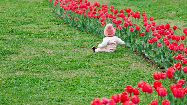 Kashmir's tulip garden at the foothills of the Zabarwan mountain range in Srinagar