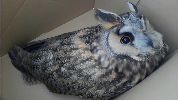 Eine Eule mit auffälligen orangefarbenen Augen sitzt in einer Ecke eines Kartons.
