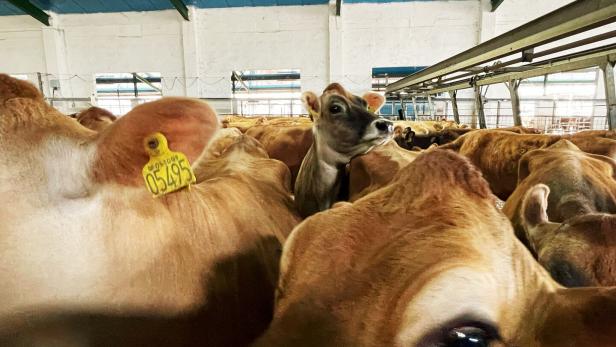 Kühe im Stall von Paul Meixner