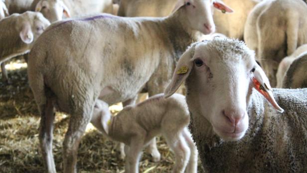 Schafe im Stall