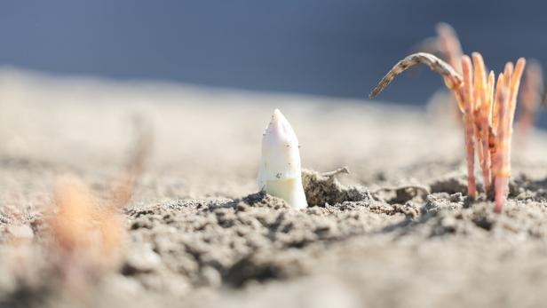 Spring asparagus harvest begins in Germany