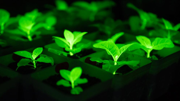 Die leuchtenden Pflanzen in einem dunklen Raum. 