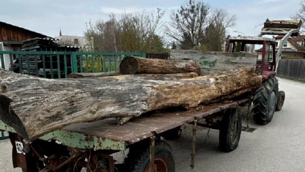 Traktor mit Anhänger, beladen mit ungesicherten Baumstämmen, auf einer Straße stehend.