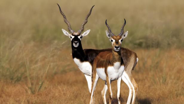 Blackbuck