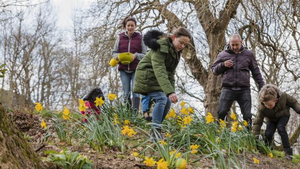 Vier Personen suchen zwischen gelben Narzissen auf einer Wiese im Freien nach Ostereiern.