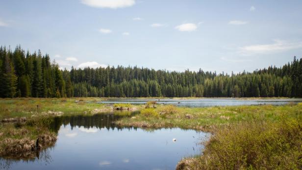 Teich inmitten einer grünen Wiese mit Wald im Hintergrund unter blauem Himmel.