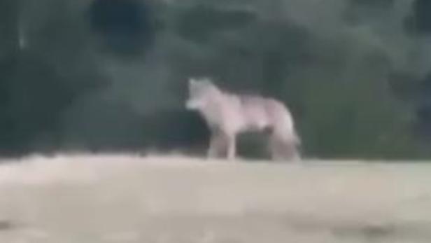 Ein Wolf steht auf einer Wiese vor einem unscharfen, dunklen Waldhintergrund.