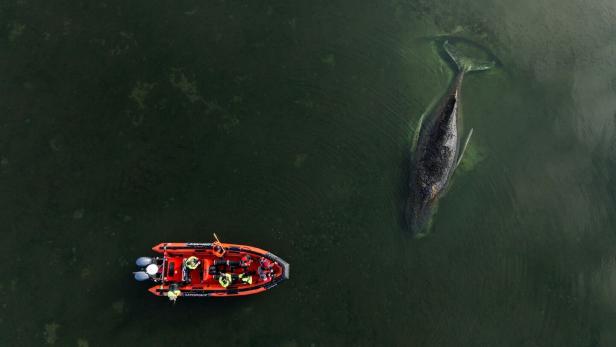 Buckelwal sitzt vor Insel Poel fest