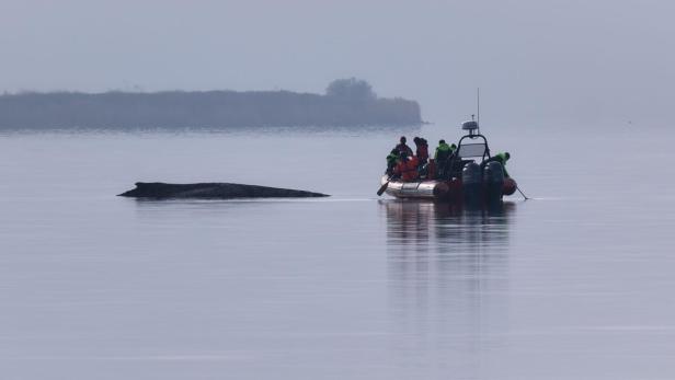 Buckelwal "Timmy" atmet weiter - aber geringer Salzgehalt im Ostsee-Wasser setzt ihm zu