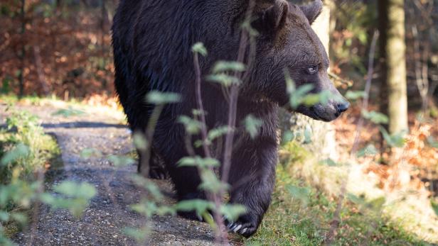 Bärenwald in Arbesbach