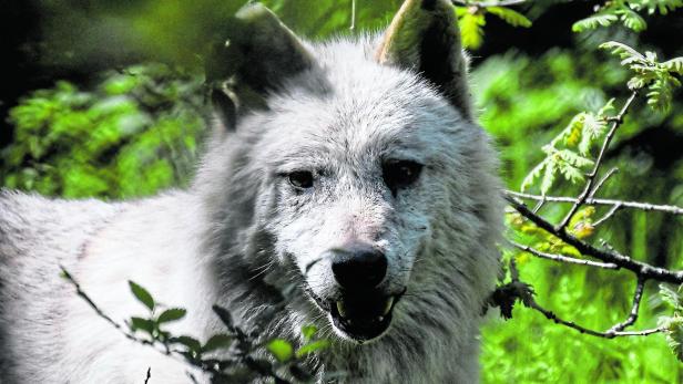Nach Attacke auf Frau in Hamburg: Wolf wieder frei
