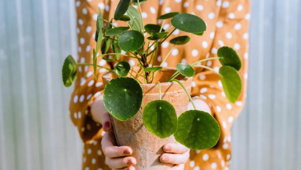 Eine Frau hält eine Topfpflanze mit einer Pilea in den Händen