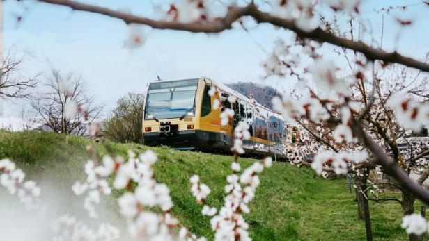 Ein gelber Zug fährt an blühenden Obstbäumen vorbei über eine grüne Wiese unter blauem Himmel.
