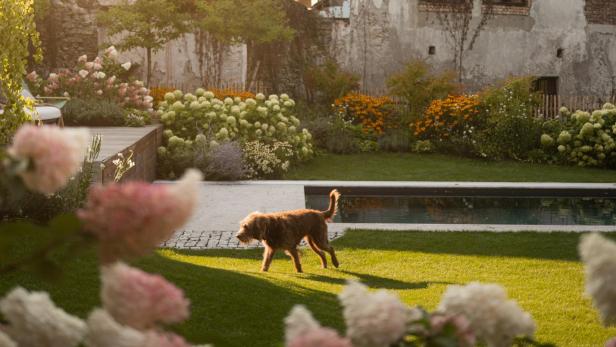 Haus mit blühendem Garten, sattgrünem Rasen und in der Mitte des Bildes rennt ein Hund über die Wiese