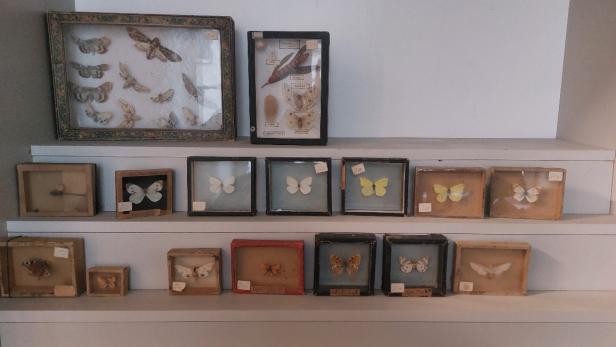 Diverse Schmetterlinge in mehreren Schaukästen aufgereiht.