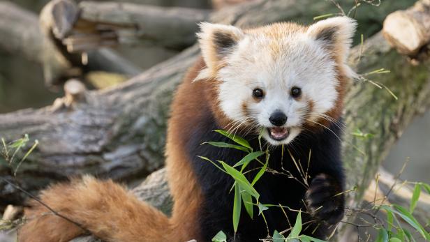 Ein roter Panda sitzt auf einem Ast und frisst grüne Bambusblätter.