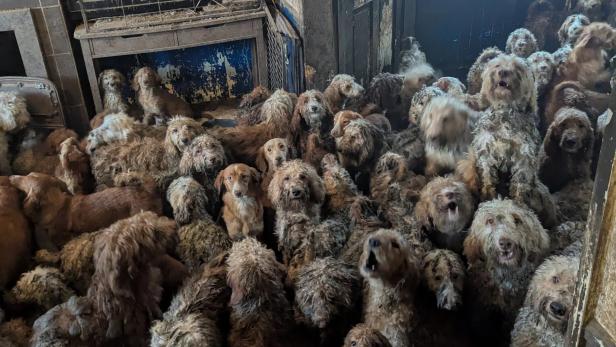 Dutzende verwahrloste Hunde befinden sich zusammengepfercht auf engstem Raum