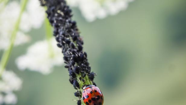 Ein Marienkäfer hält den Lausbefall auf dieser Pflanze in Schach. 
