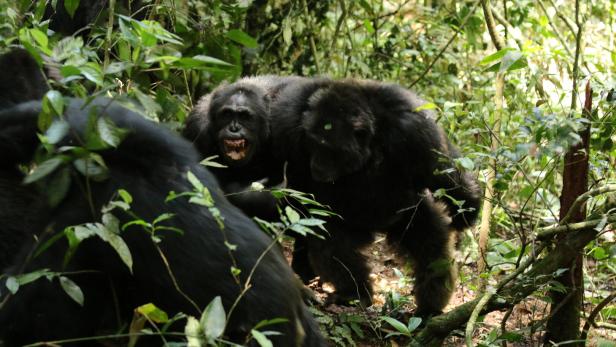Das Bild zeigt zwei Schimpansen im Kibale-Nationalpark in Uganda.