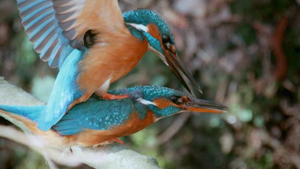 Titel: natur exclusivUntertitel: Wilder Frühling - Tierische Liebe zwischen Oberrhein und Zugspitze