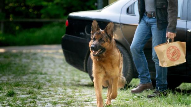 Ein Deutscher Schäferhund läuft auf einem gepflasterten Weg neben einer Person mit Papiertüte und einem schwarzen Auto.